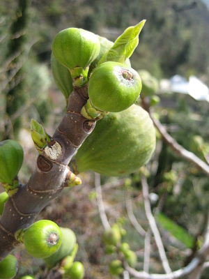 FICUS RELIGIOSA.jpg